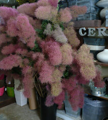 スモークツリー　レッド　巨大