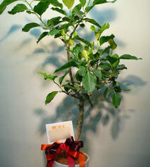 フィカスシーマ　開店御祝