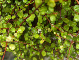 ワイヤープランツの種