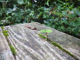 本日から通常営業しております。