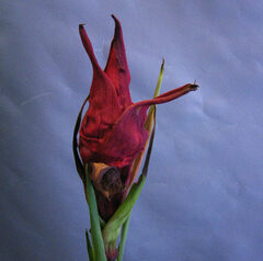 ガイミアリリー