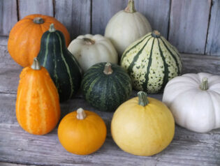 かぼちゃ入荷
