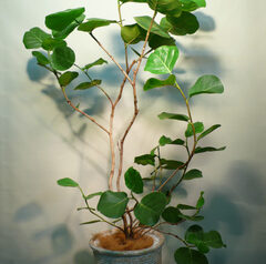 移転御祝、事務所開設御祝