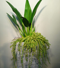 マニアック　観葉植物