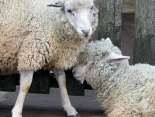 本年もよろしくお願いいたします