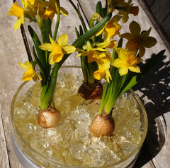 水仙　球根　木藤