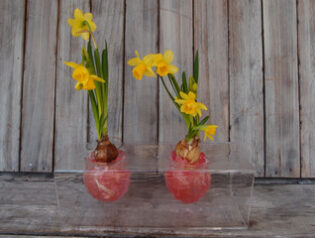 球根を活かして