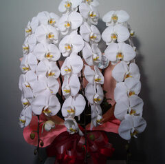 社長就任の御祝　千代田区