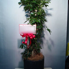 観葉植物　移転御祝