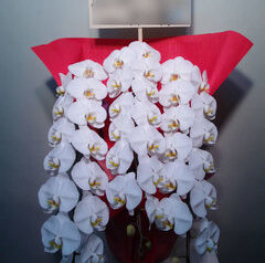 胡蝶蘭　就任御祝や設立御祝