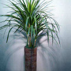 ドラセナ　カンボジアーナ　会社設立御祝