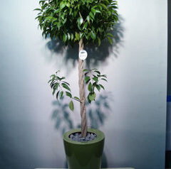 グリーン鉢＋ベンジャミン