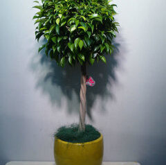 ベンジャミン＆黄色い丸い鉢