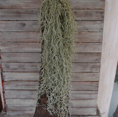 良い状態のスパニッシュモス入荷