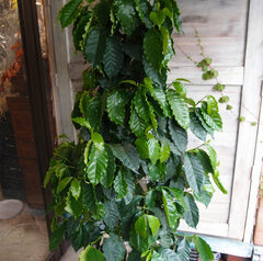 オフィス用観葉植物