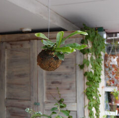 コウモリラン、エアープランツ等