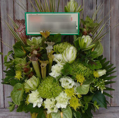 食虫植物（Sarracenia）グリーン系アレンジメント