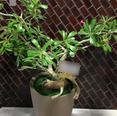 定番からレアな観葉植物まで数点