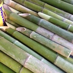 竹（5～60本）　ご自由にどうぞ！