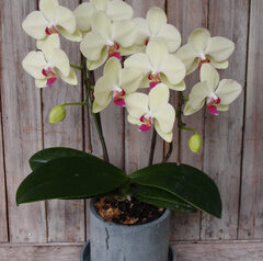 胡蝶蘭ミニ　ミディ系