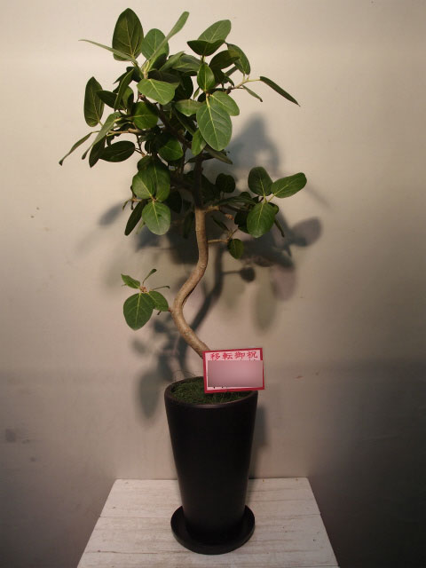 観葉植物（移転御祝）