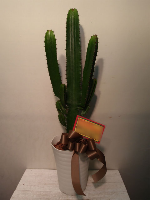 観葉植物（開店御祝、移転御祝、周年御祝に）