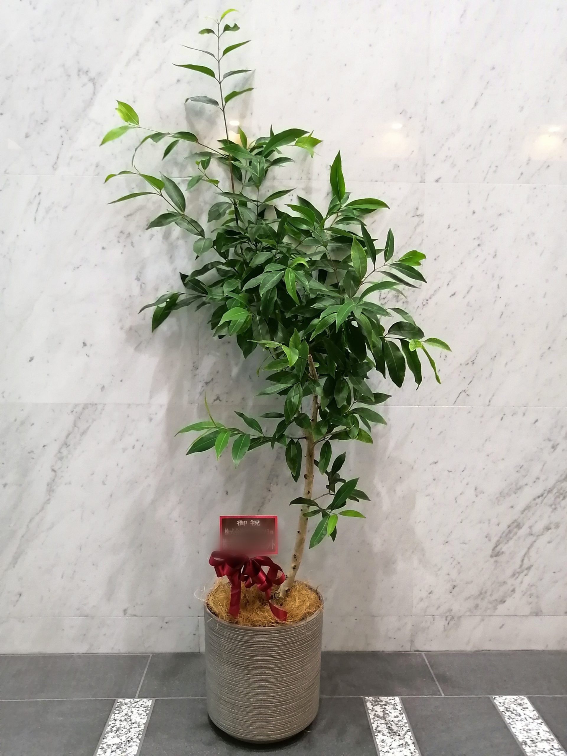 おすすめのオフィス向けの観葉植物