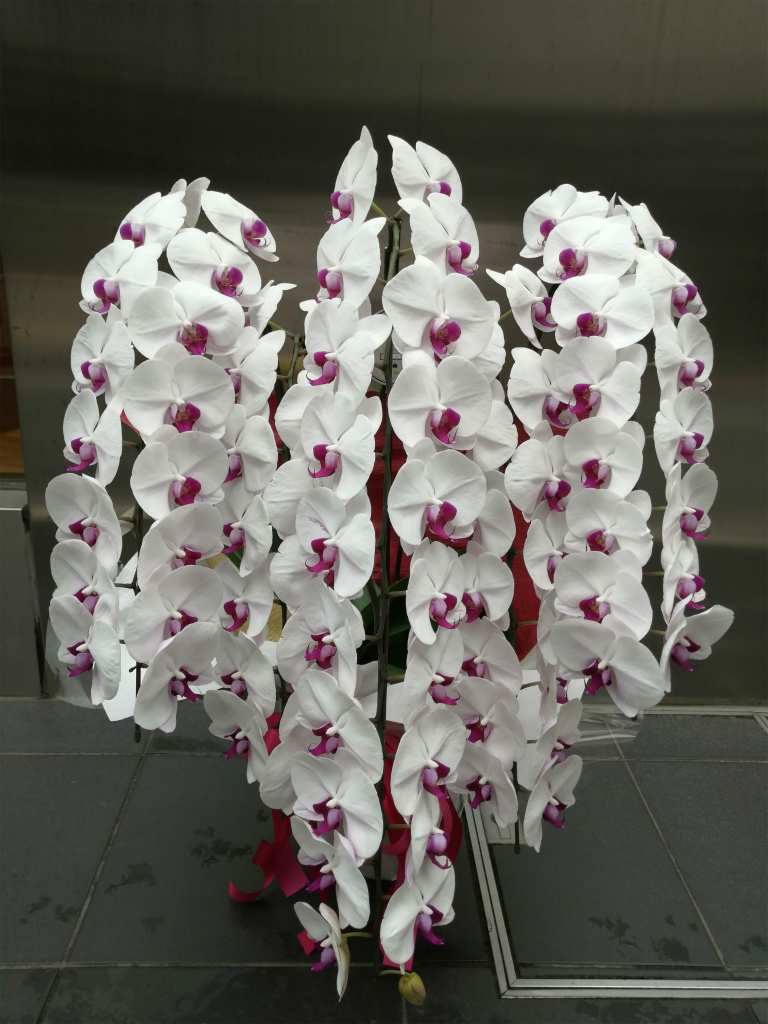 恵比寿にオフィスに移転御祝の胡蝶蘭をお届け