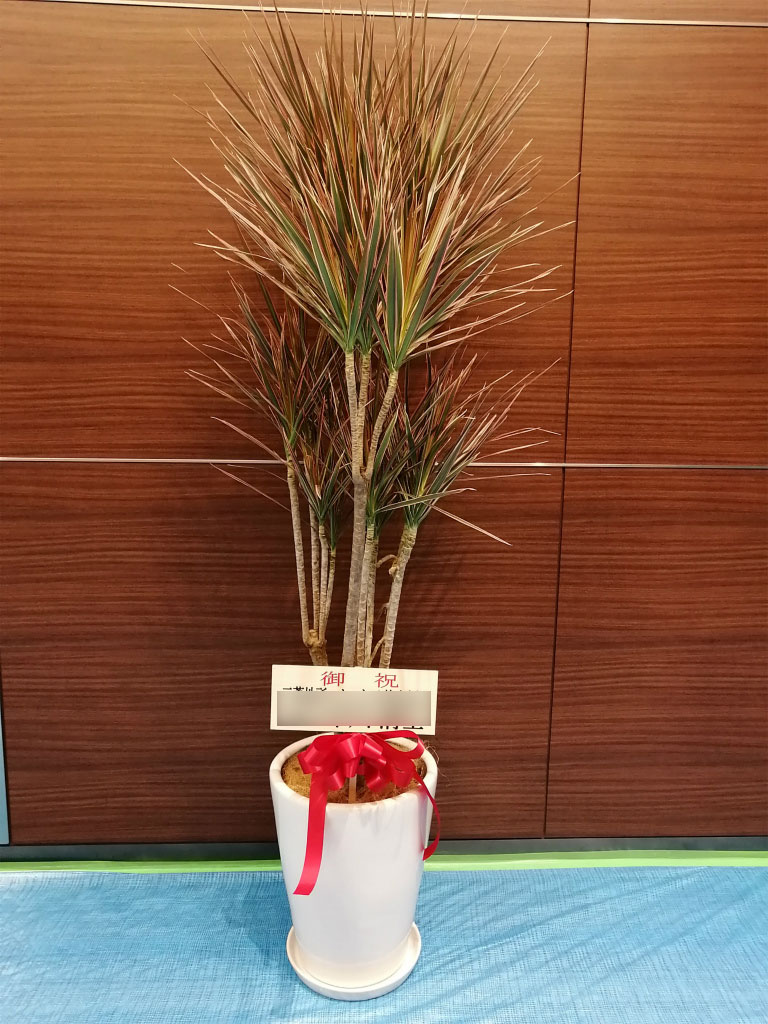 千代田区霞が関にお届けした移転お祝いの観葉植物　ドラセナ・コンシンネ