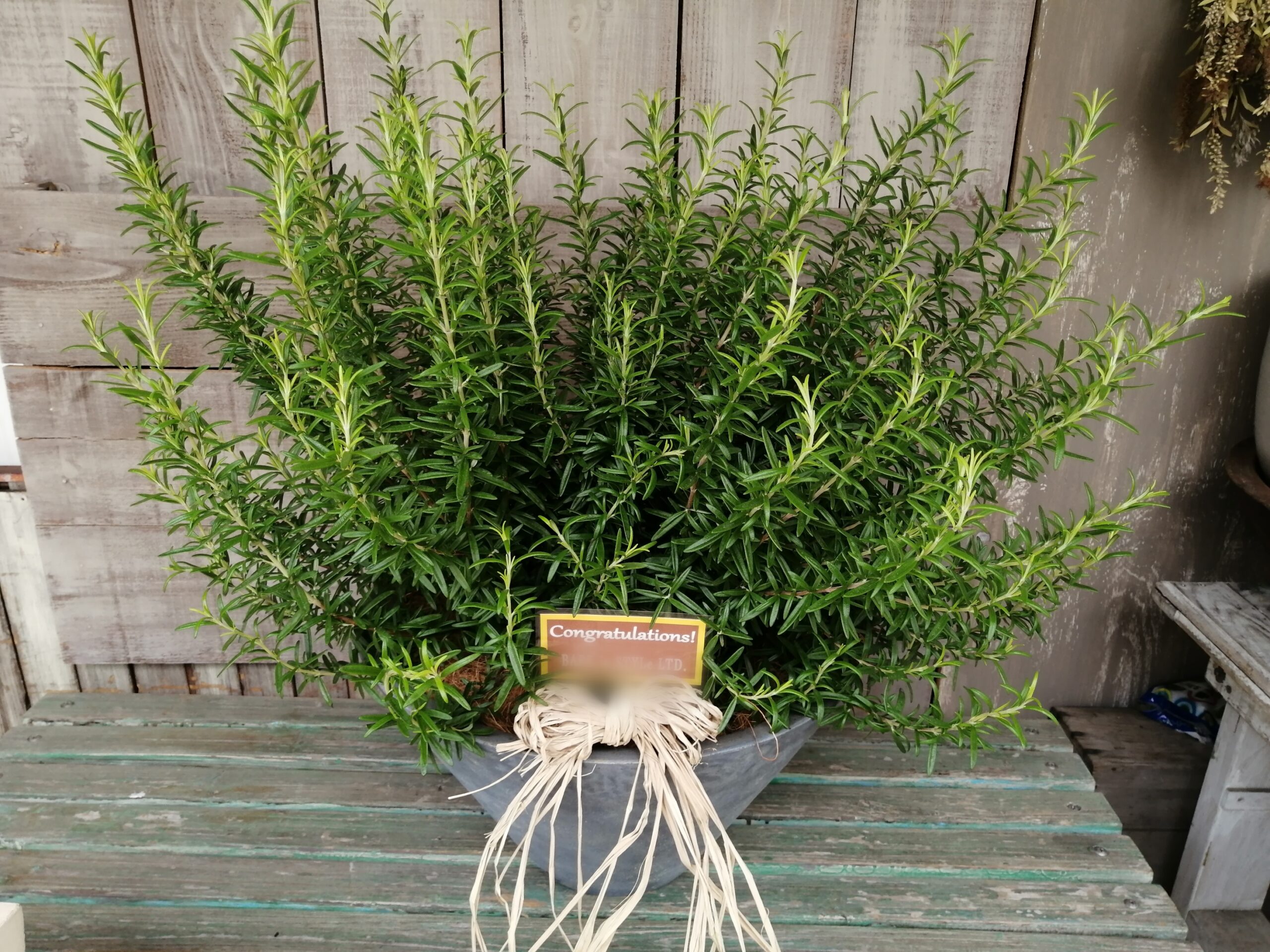 港区芝浦にお届けした開店御祝いの鉢