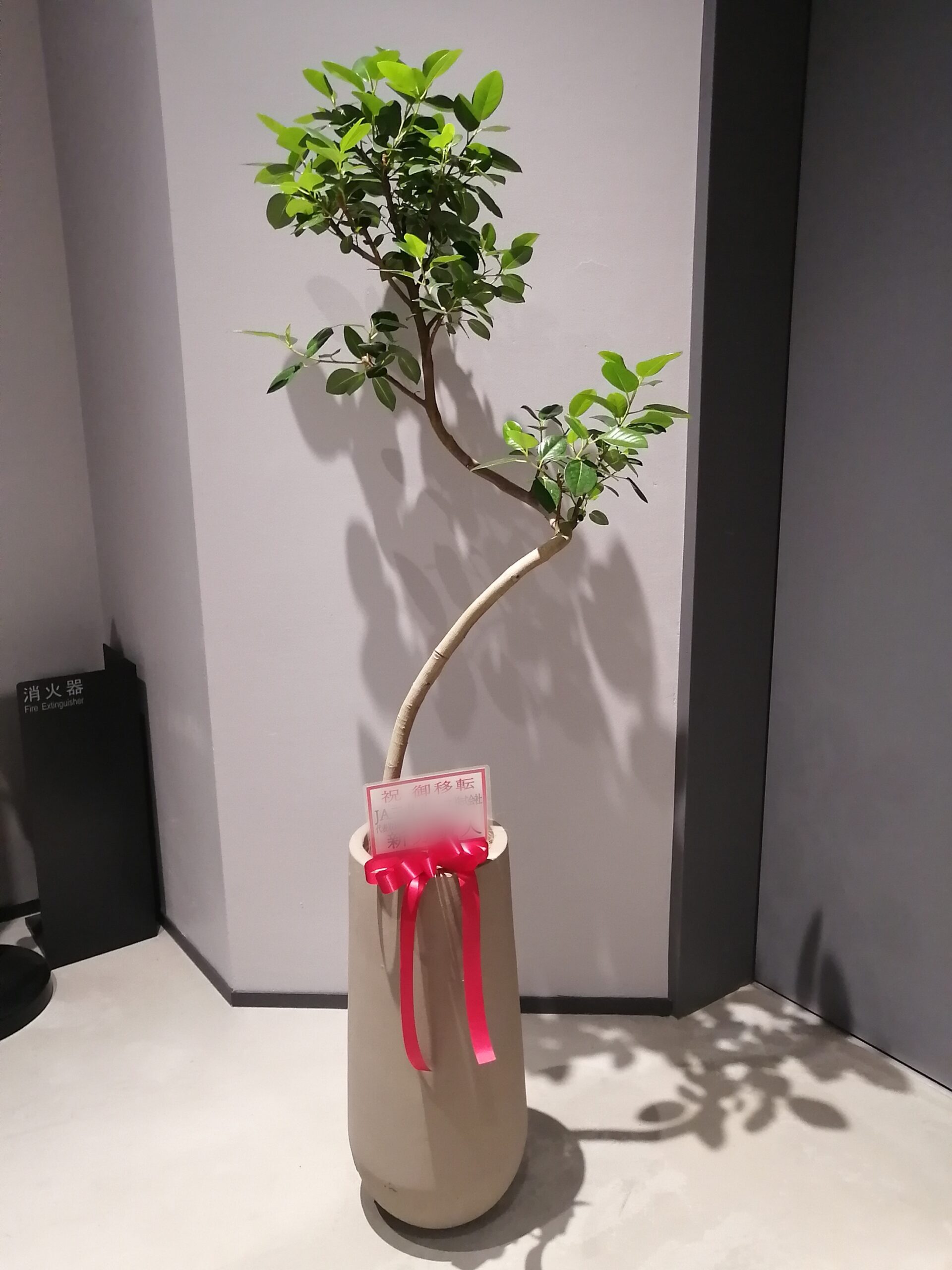 春～初夏にお届けした観葉植物