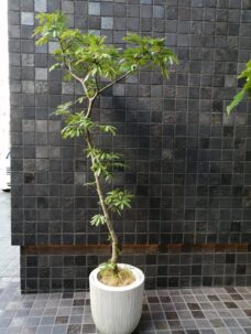 エバーフレッシュ＆ウンベラータ。事務所移転のお祝い@渋谷