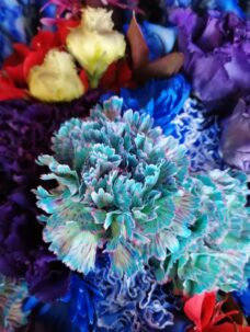 染めのカーネーションについて