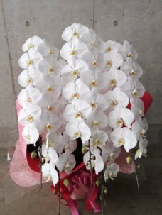 胡蝶蘭はどこに頼んでも同じでは？→という訳ではありません