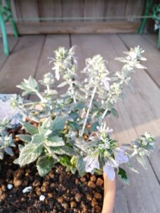 ツリージャーマンダー　アイスキューブ　店頭植栽用に。