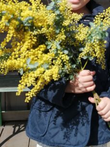 3月8日国際女性デー、ミモザのアレンジメント＠港区