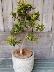 誕生日御祝いに届けした希少な品種のフランスゴムの木＠世田谷区