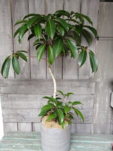 オフィス移転御祝いの観葉植物＠港区