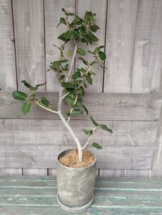 退職御祝いにお届けした観葉植物＠墨田区