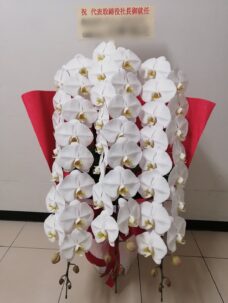 就任御祝いにお届けした胡蝶蘭白3本立ち＠新宿区