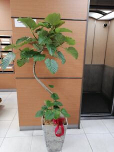 事務所開設御祝いのウンベラータ＠中央区