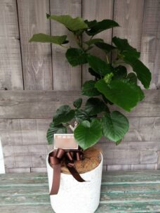 設立御祝いの観葉植物（ウンベラータ）＠鎌倉市