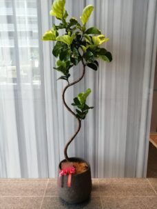 事務所移転御祝いのカシワバゴムの木（曲がり）＠中央区日本橋