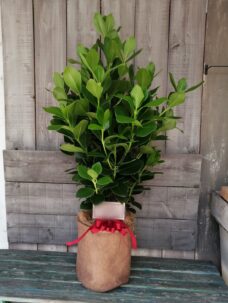 開局40周年御祝いの観葉植物