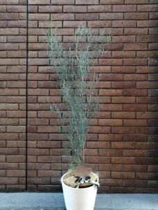 トナカイの角　ギャラリー開店御祝い