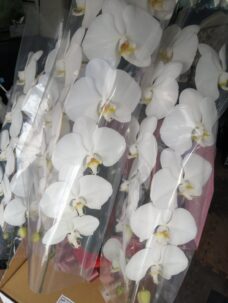 胡蝶蘭の保護カバーについて