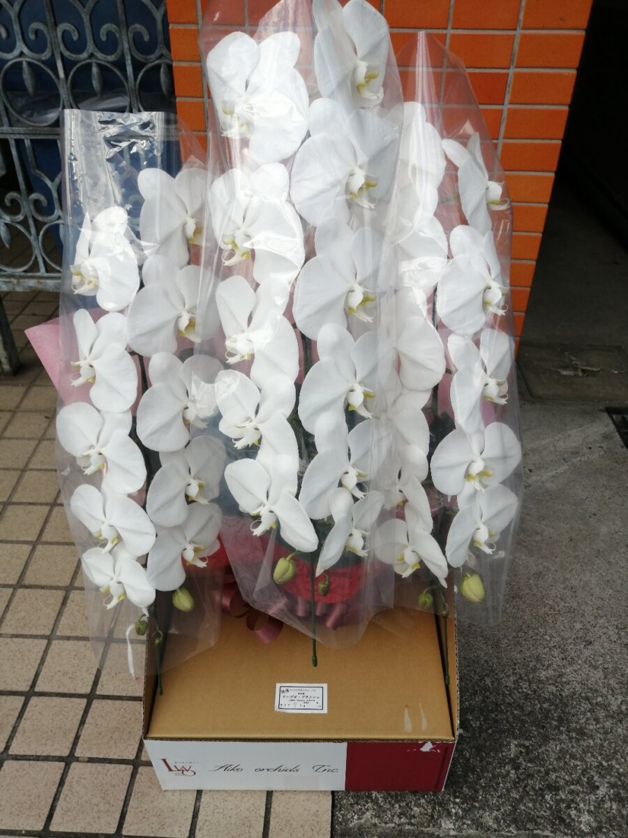 困る胡蝶蘭の梱包
