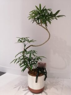 港区北青山に配達した観葉植物