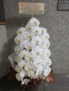 目黒区上目黒にお届けした胡蝶蘭白三本立ち