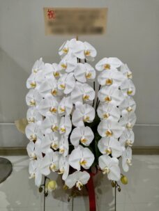 北青山にお届けした社名変更御祝いの胡蝶蘭